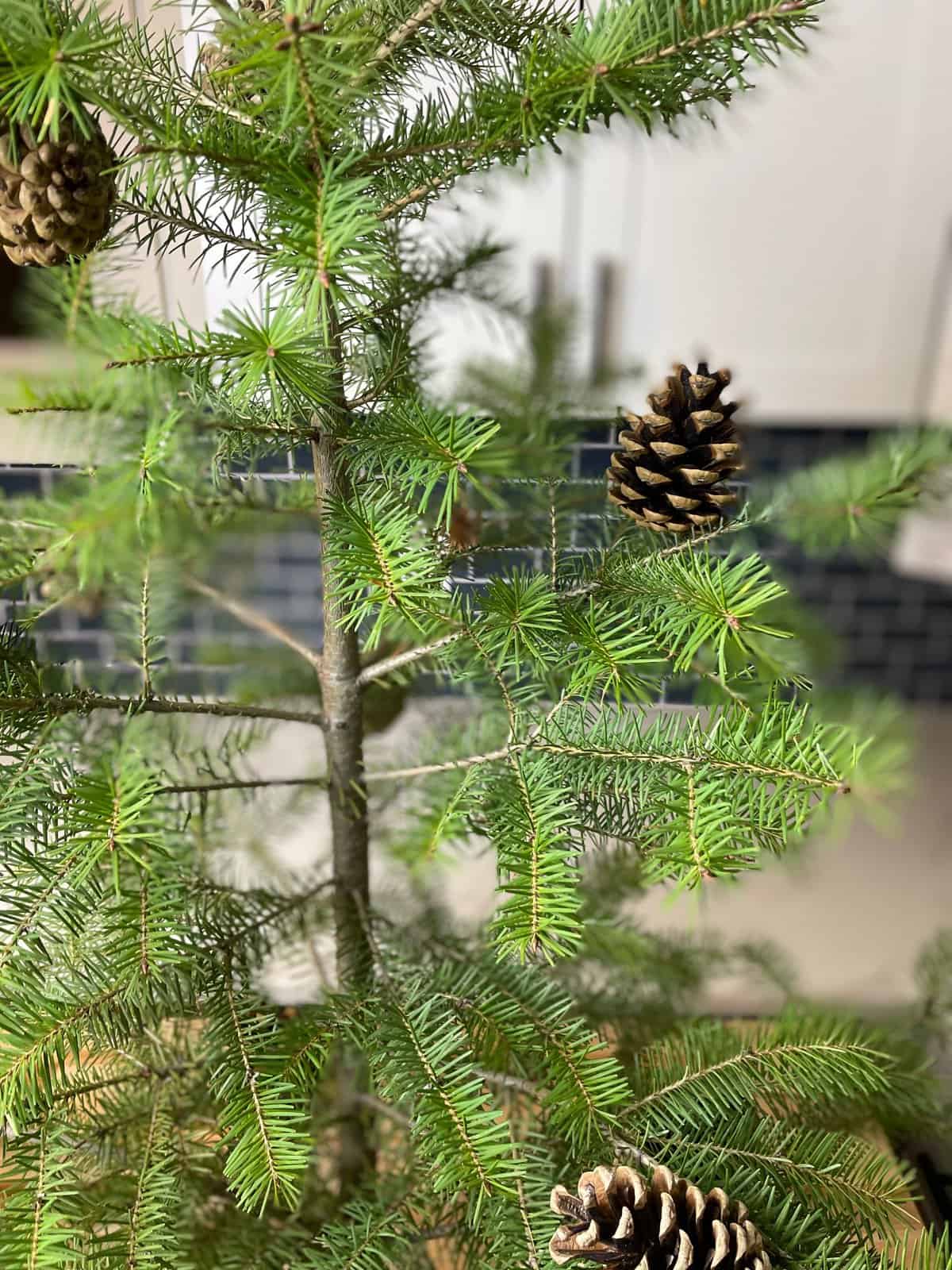 Pinecones attached to tree.