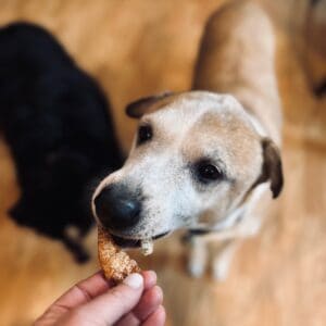 A brown dog eating a salmon skin dog treat out of a hand.